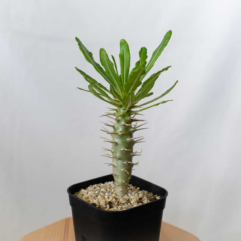 パキポディウム アンボンゲンセ 実生 Pachypodium ambongense 塊根植物