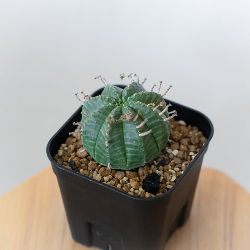 ユーフォルビア バリダ 実生 Euphorbia super valida 多肉植物 珍奇植物