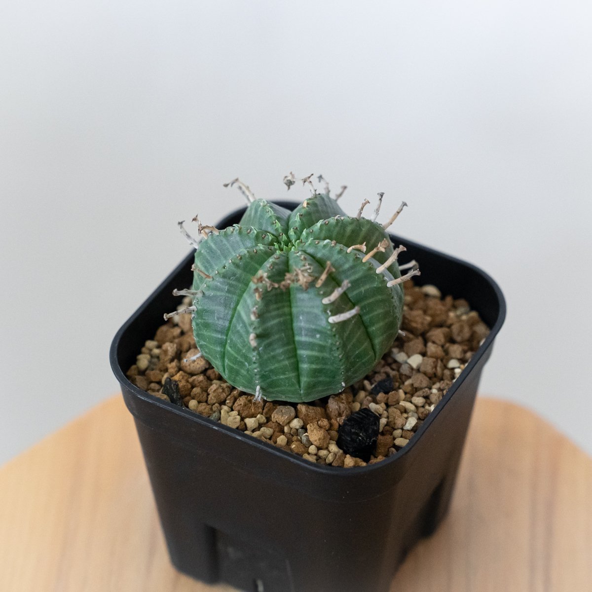 EMP ユーフォルビア バリダ オールド株 実生 / Yu65 ユーフォルビア バリダ 実生 Euphorbia super valida 多肉植物 珍奇植物