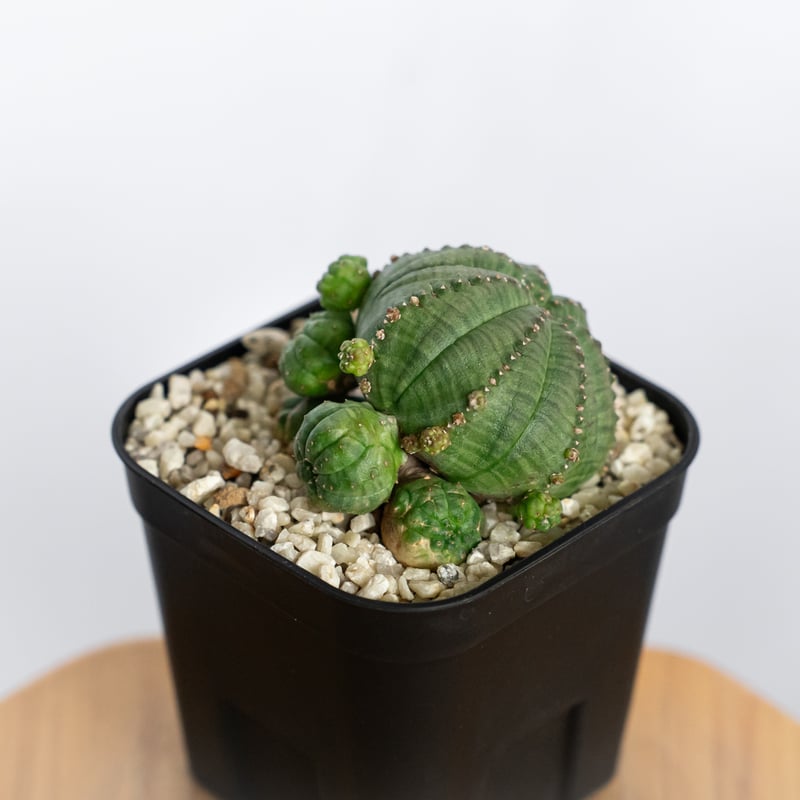 ユーフォルビア 仔吹きシンメトリカ Euphorbia symmetrica オベサ 多肉