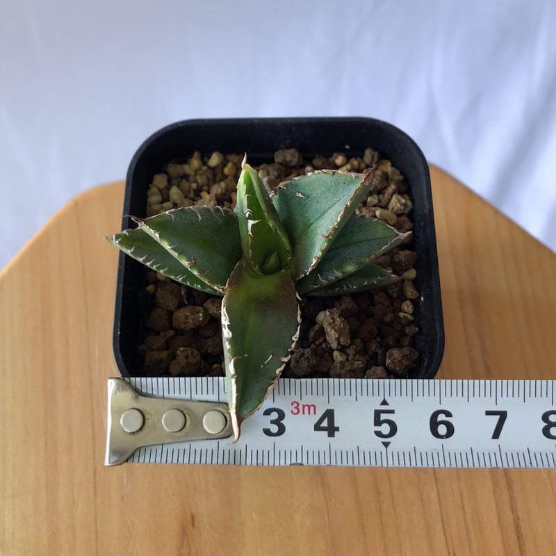 アガベ チタノタ 豆豆龍 【発根管理中】TC Agave titanota