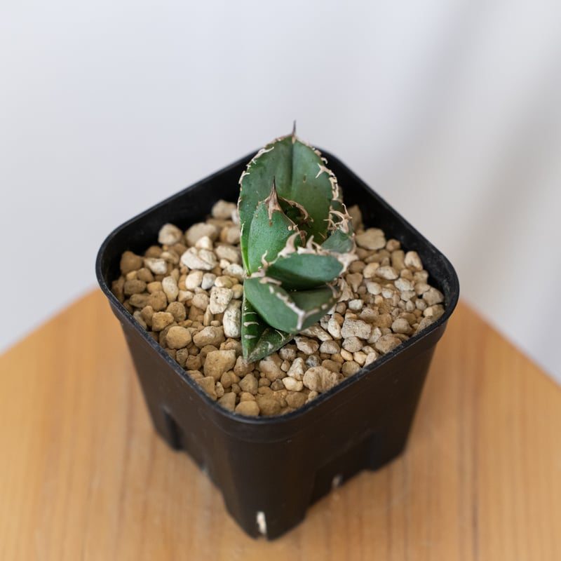アガベ チタノタ 氷雹【発根管理中】TC株 Agave titanota HYO ブツブツ