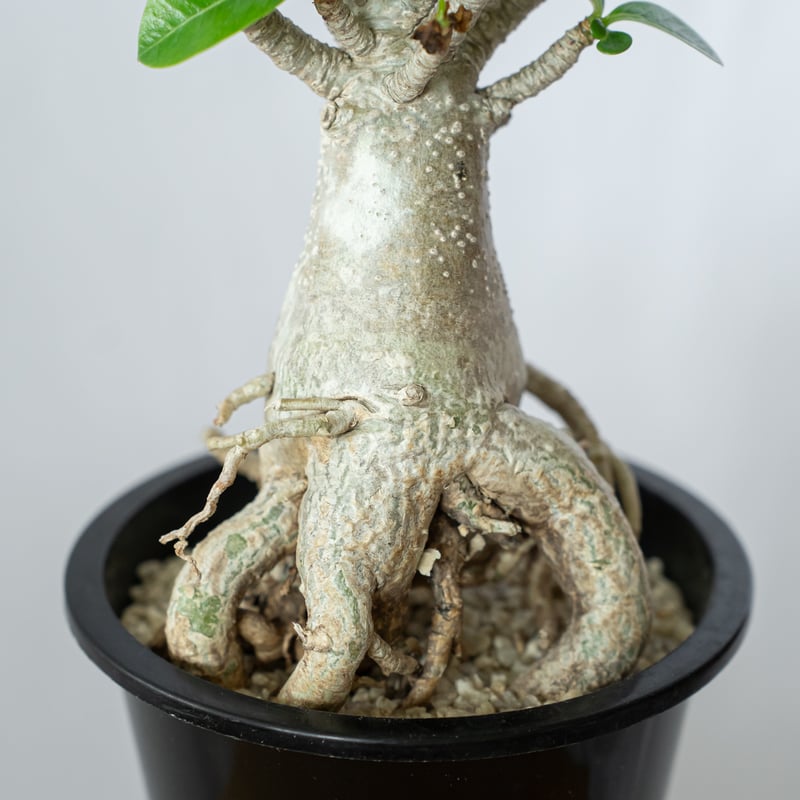 アデニウム アラビカム バオバブフォーム 実生 Adenium Arabicum baobab