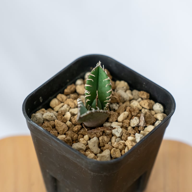 アガベ チタノタ 南アフリカダイヤモンド【発根管理中】TC株 Agave