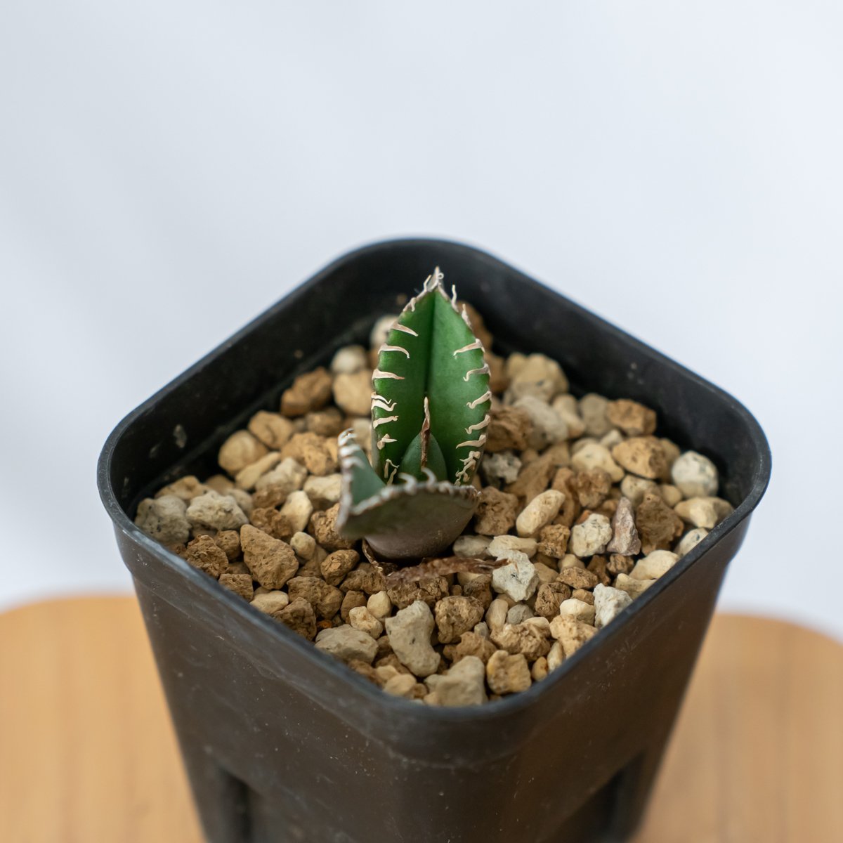 南アフリカダイヤモンド　OC 親株　発根済 南アフリカダイヤモンド OC 親株 発根済 南アフリカダイヤモンド OC