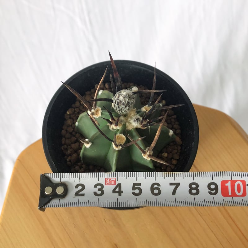 アストロフィツム 大鳳玉 実生 美株 Astrophytum capricorne v. cr
