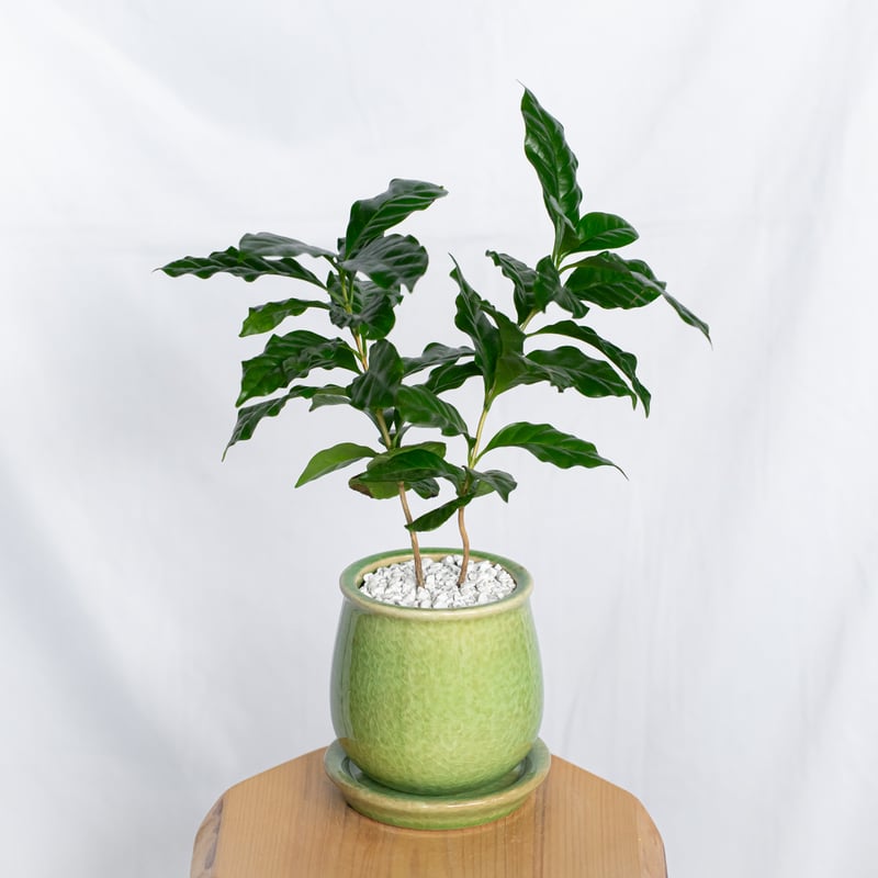 コーヒーの木 鉢セット Coffee tree 観葉植物 インテリアグリーン 珍奇