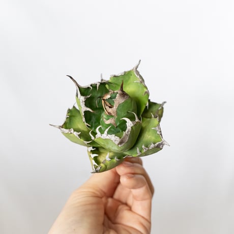 アガベチタノタ　魔丸　中国産　本物 観葉植物 アガベチタノタ 魔丸 中国産 本物 観葉植物 - メルカリ