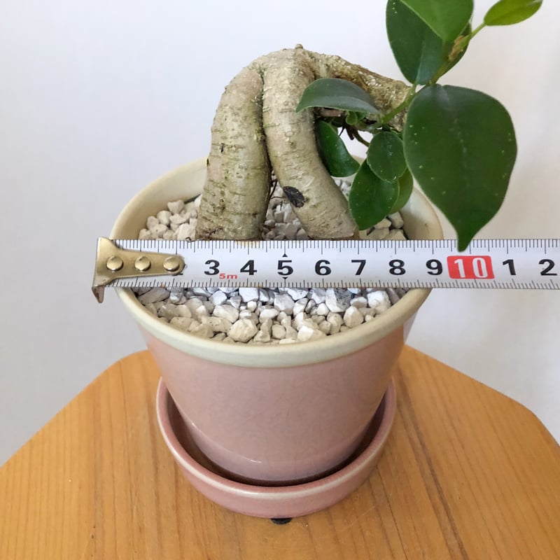 ガジュマル 鉢セット Ficus microcarpa キジムナー 多幸の木 塊根植物