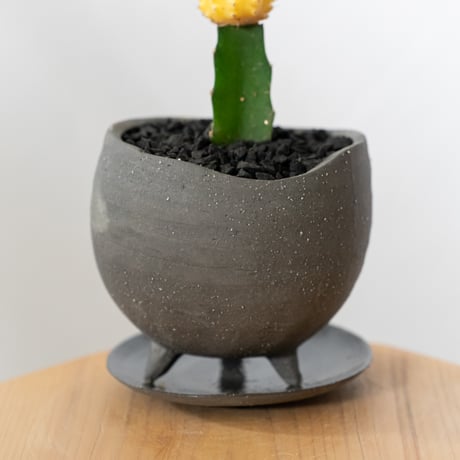 ギムノカリキウム ヒボタン 緋牡丹 鉢セット サボテン 多肉植物 観葉植物 インテリアグリーン 静岡 ANTIDOTE 通販 S877