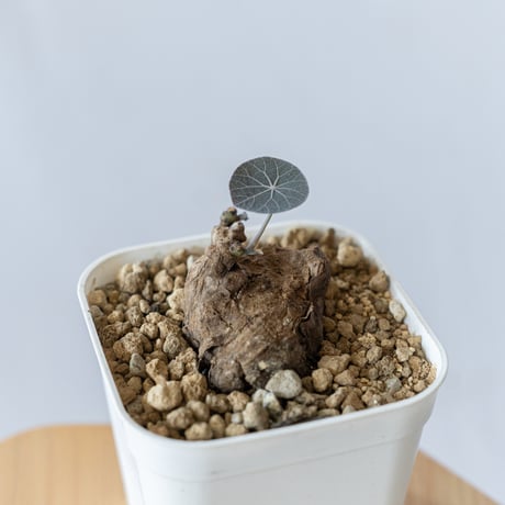 STORES 塊根植物の検索結果