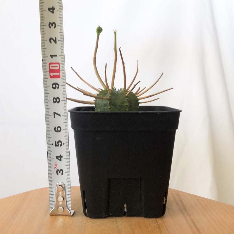 ユーフォルビア スーパーバリダ 美株 雌株 メス株 実生 Euphorbia