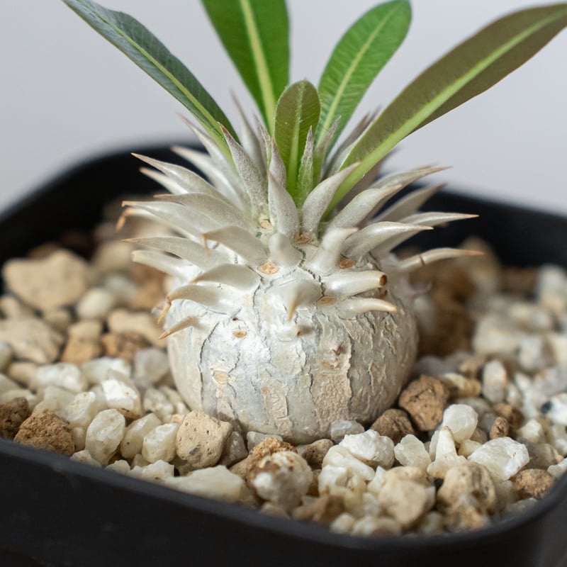 パキポディウム ブレビカウレ 恵比寿笑い 実生 Pachypodium brevicaule