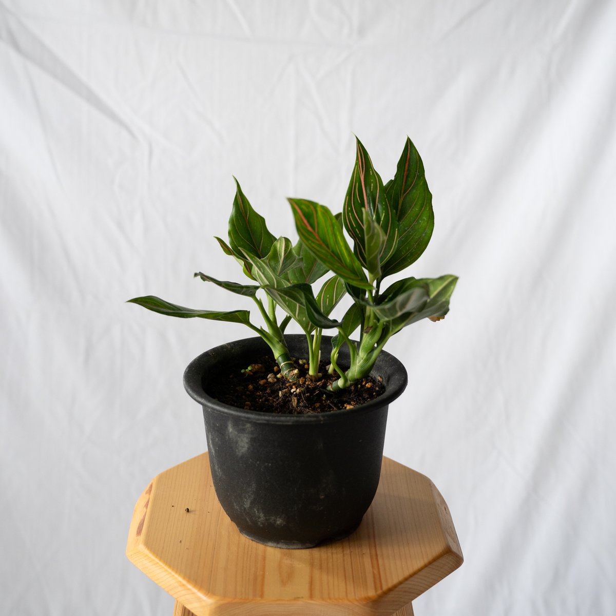 アグラオネマ ロタンダム aglaonema 観葉植物 静岡 ANTIDOTE 通販