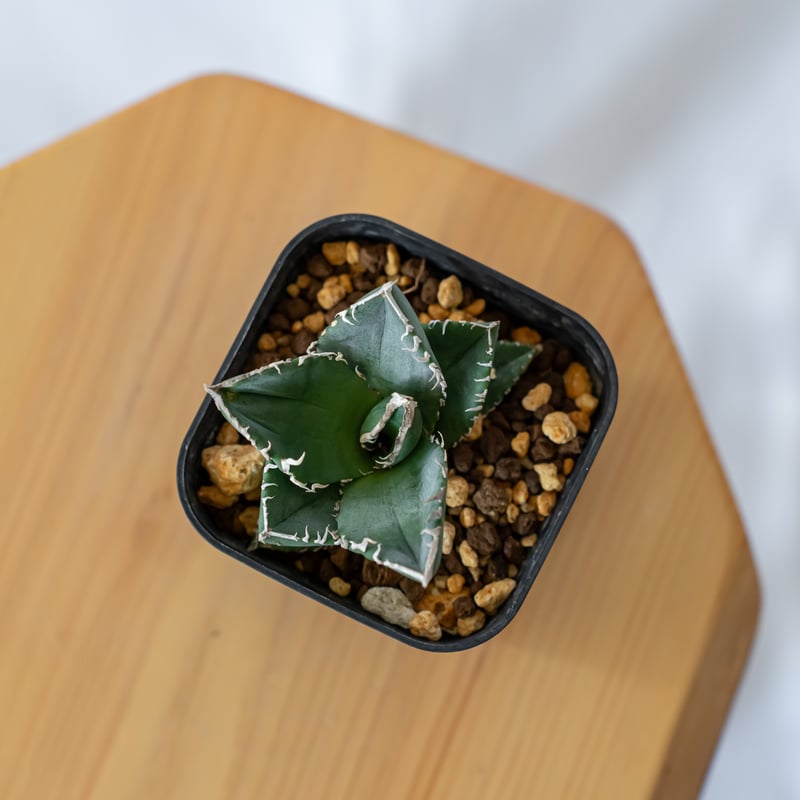 アガベ　Agave 魔丸　ボール型 現物❗️大株❗️ボール型❗️】アガベ チタノタ 魔丸 アガベ agave