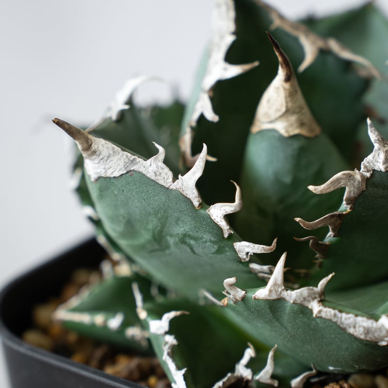 アガベ チタノタ 南アフリカダイヤモンド TC株 Agave titanota South A