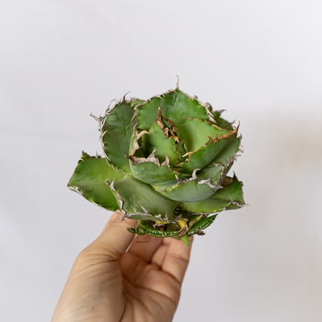 アガベチタノタフィリグリー | STORES