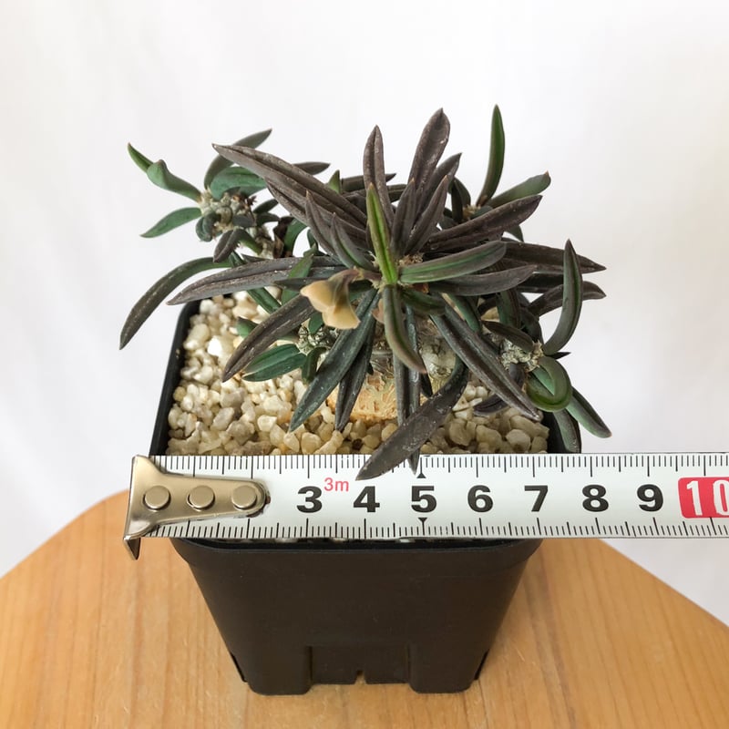 ユーフォルビア キリンドリフォリア トゥビフェラEuphorbia