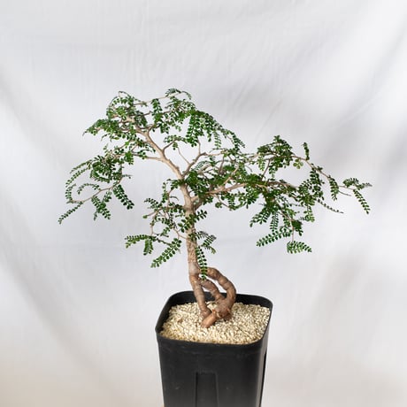 オペルクリカリアパキプス | STORES