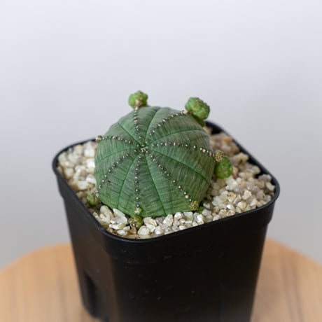 ユーフォルビアシンメトリカ | STORES