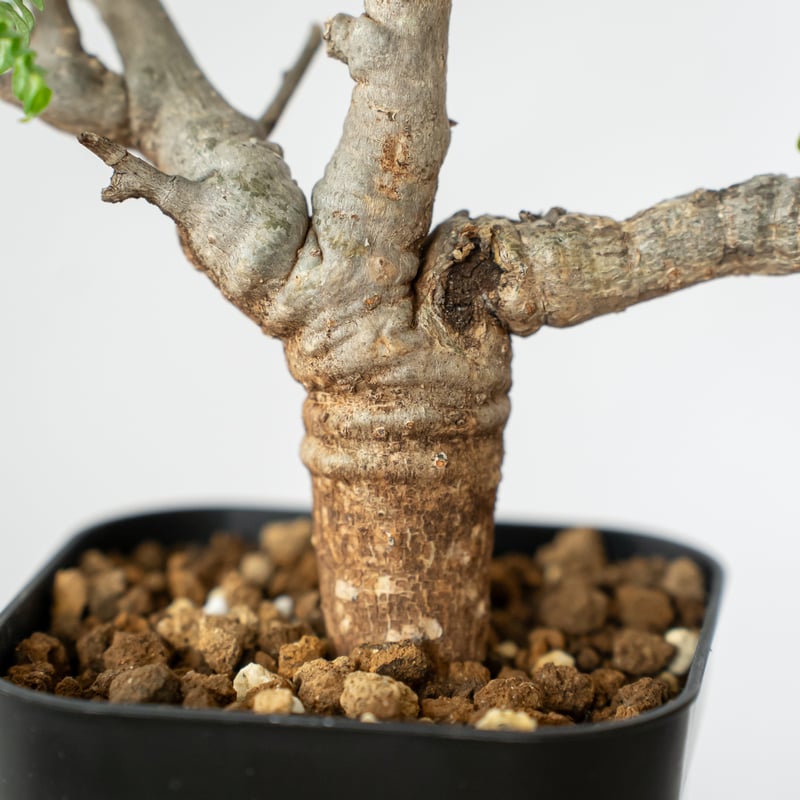 ボスウェリア ネグレクタ【発根管理中】Boswellia neglecta 多肉