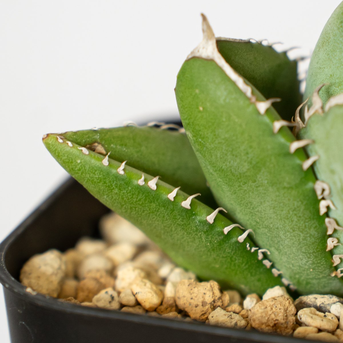 アガベ チタノタ 大白鯊 ホオジロザメ TC株 Agave titanota great wh