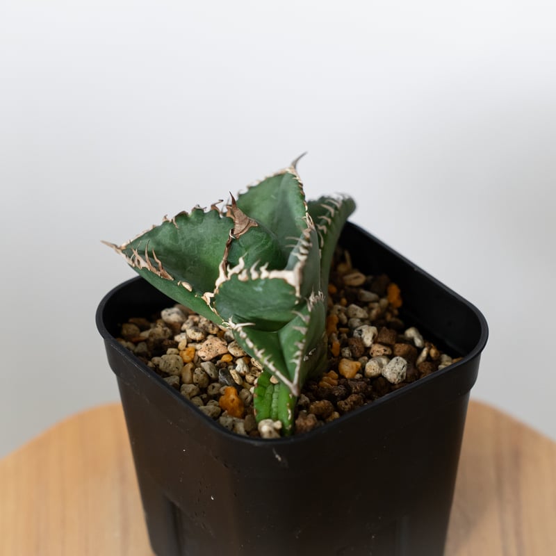 アガベ チタノタ 悪魔くん TC株 Agave titanota Bakemono 多肉植物