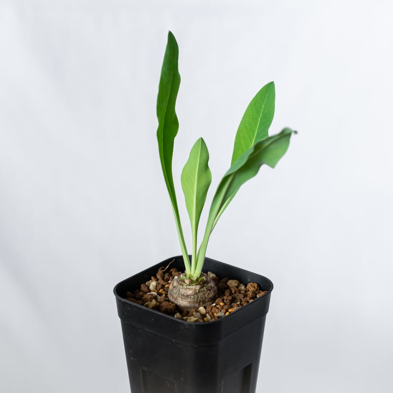 鉄甲丸 ユーフォルビア ブプレウリフォリア 実生 Euphorbia