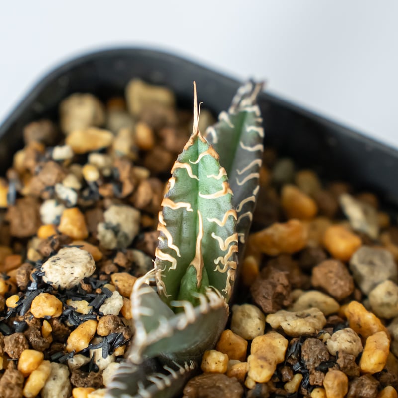アガベ チタノタ 白幽霊【発根管理中】TC株 agave titanota white gho