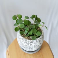 ペペロミア ホープ Peperomia Hope 鉢セット 多肉植物 観葉植物 静岡 ANTIDOTE 通販S1016