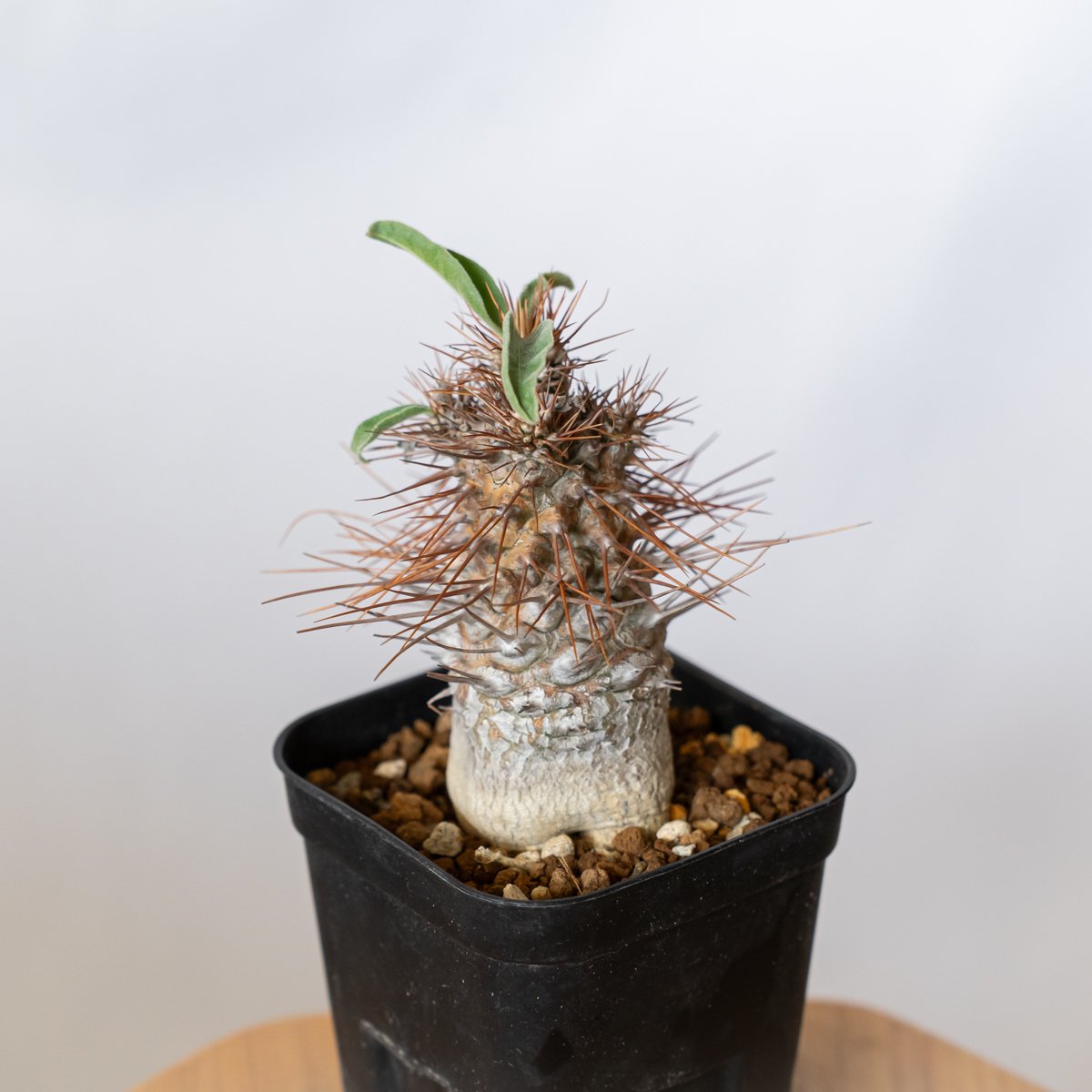 パキポディウム ナマクアナム 光堂 実生 実生 Pachypodium namaquanum