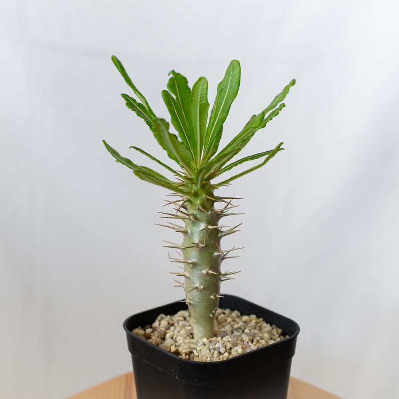 パキポディウム アンボンゲンセ 実生 Pachypodium ambongense 塊根植物