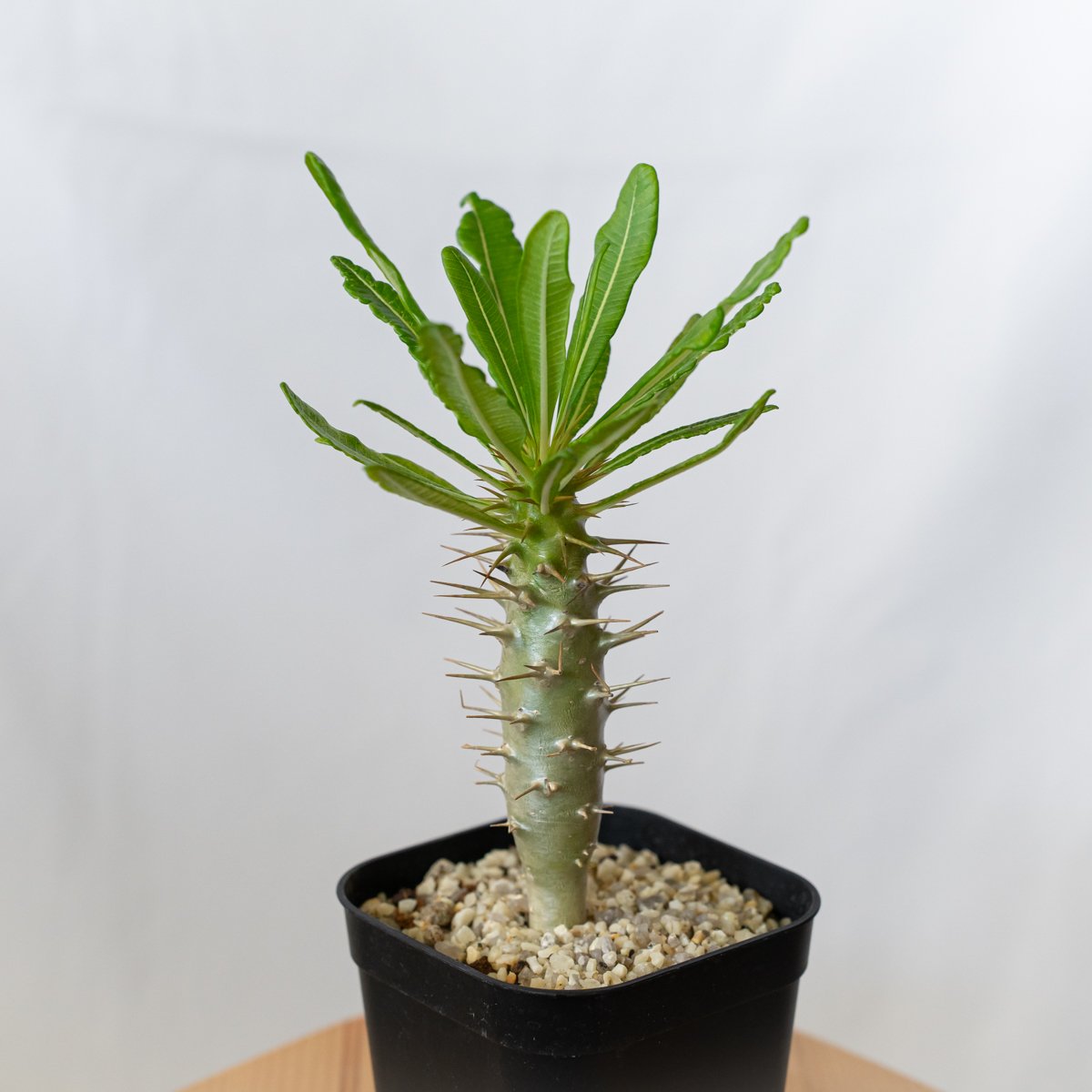パキポディウム アンボンゲンセ 実生 Pachypodium ambongense 塊根植物