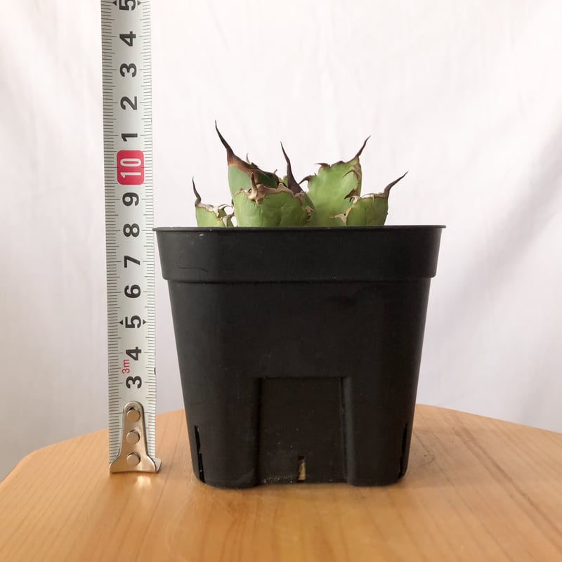 アガベ チタノタ 黒鯨 Agave titanota Black Whale 多肉植物 アガベ チタノタ 黒鯨 Agave titanota Black Whale 多肉植物