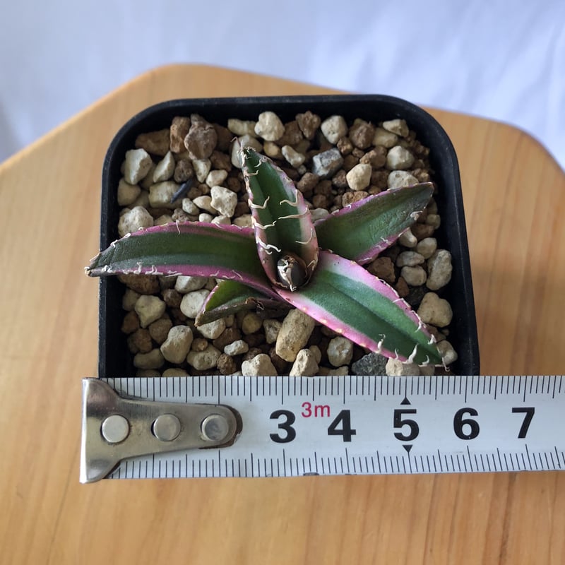 梅*ヨ様 アガベ チタノタ シーザー白覆輪 アガベ・チタノタ白鯨（覆輪）中-004｜agave titanota white whale