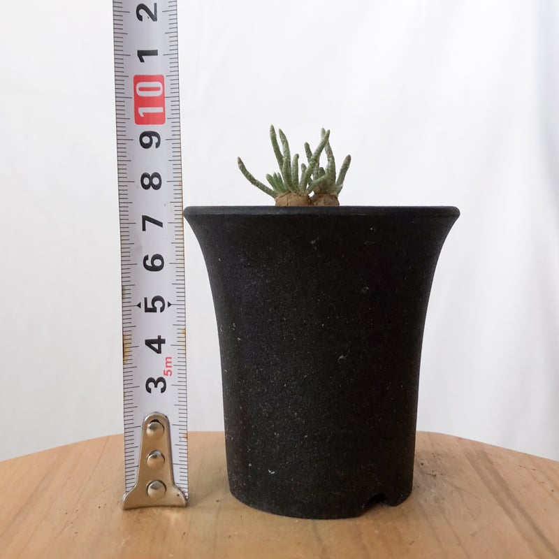 アボニア クイナリア 実生 Avonia quinaria 塊根植物 コーデックス