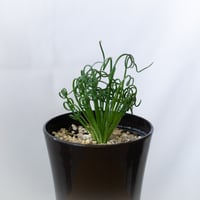 アルブカ スピラリス フリズルシズル Albuca spiralis Frizzle sizzle 塊根植物 多肉植物 珍奇植物 静岡 ANTIDOTE 通販 S987