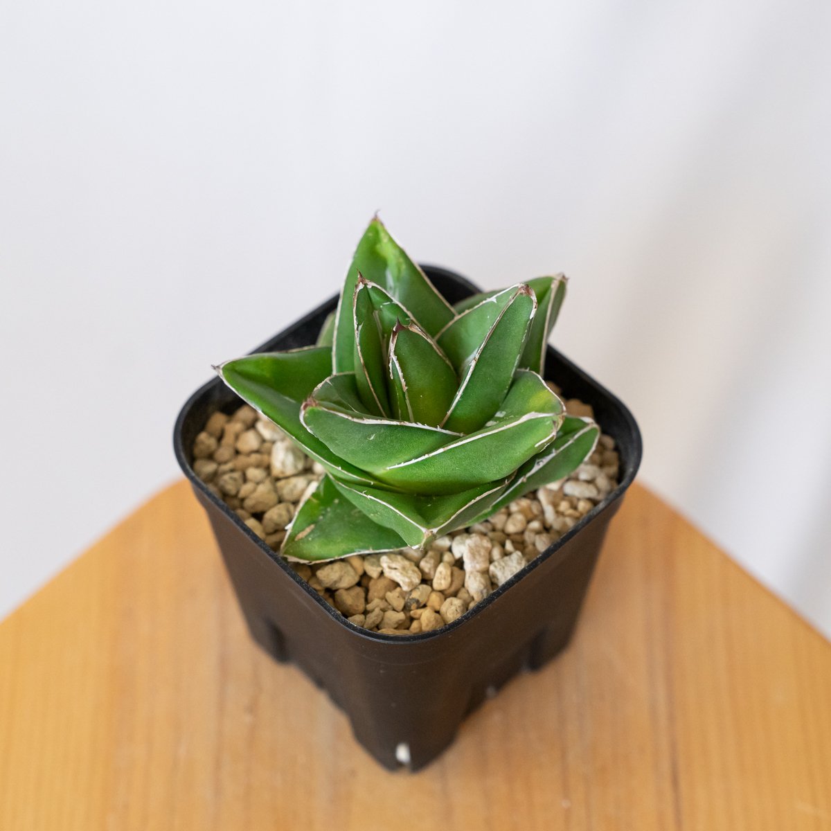 アガベ 笹の雪 桃太郎 OC株【発根管理中】Agave victoriae-reginae 多