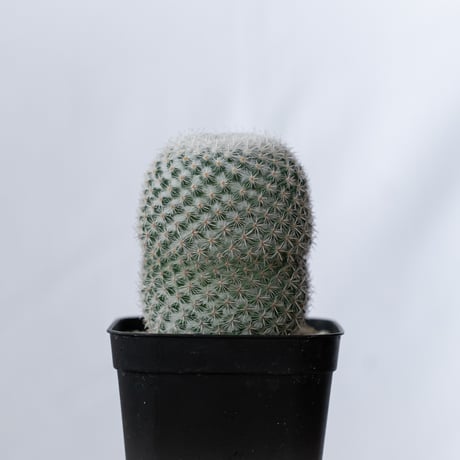 マミラリア 希望丸 実生 Mammillaria albilanata サボテン 多肉植物 珍奇植物 静岡 ANTIDOTE 通販 S1491