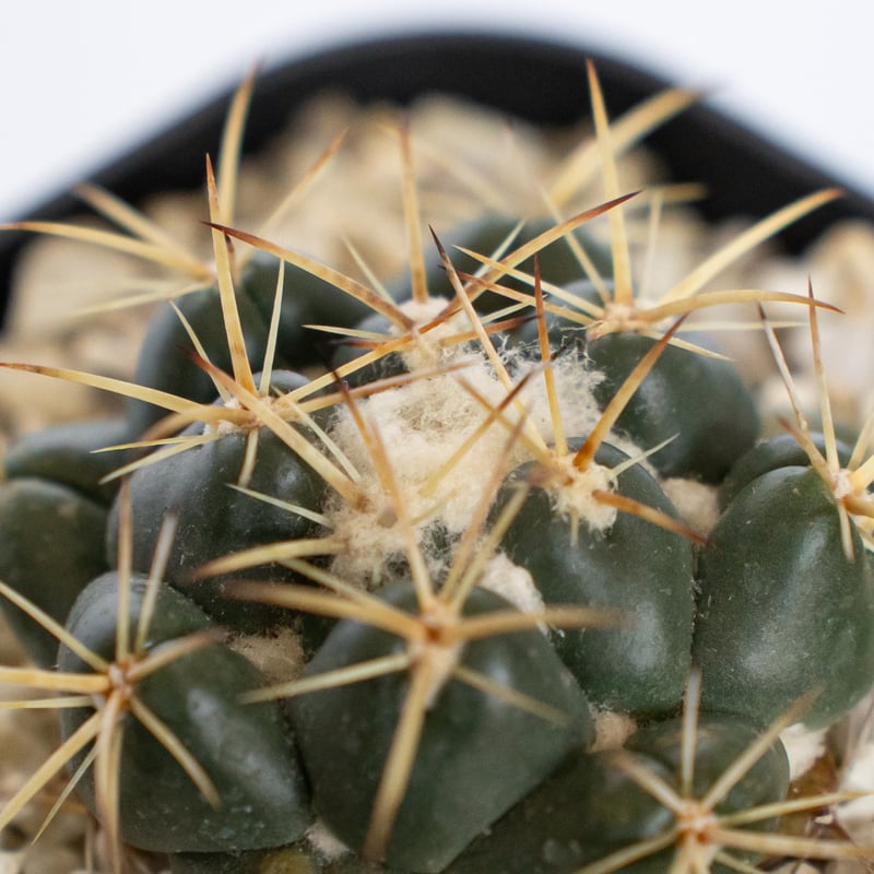 コリファンタ 象牙丸 実生 Coryphantha elephantidens サボテン 多肉