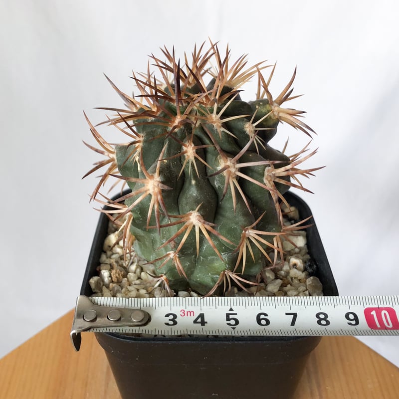コピアポア デュラ 銅鑼丸 実生 Copiapoa dura サボテン 多肉植物 珍奇