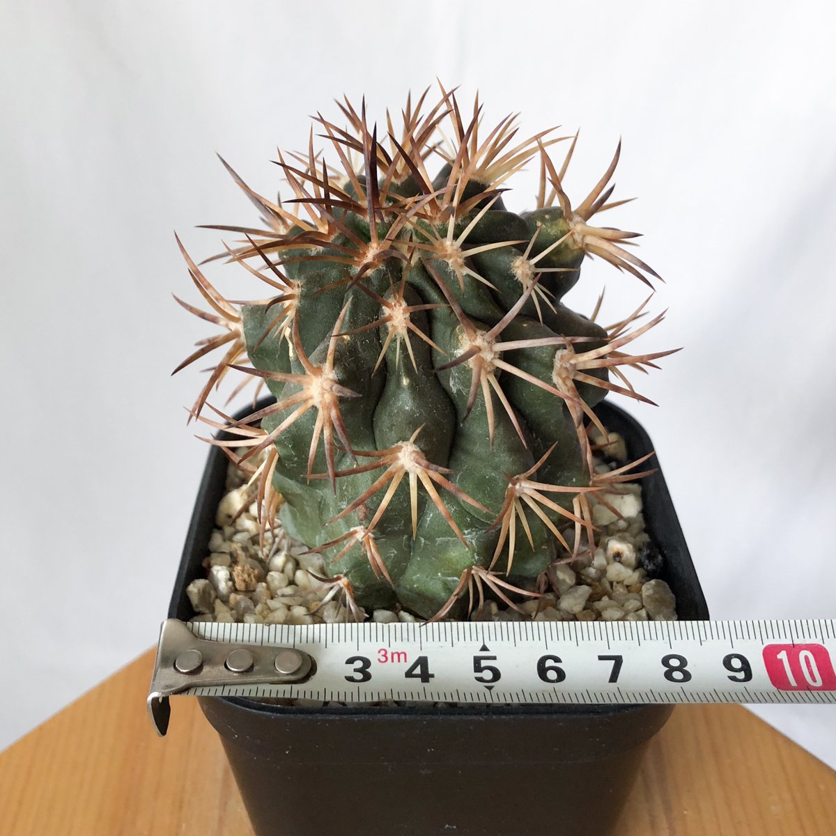 コピアポア デュラ 銅鑼丸 実生 Copiapoa dura サボテン 多肉植物 珍奇