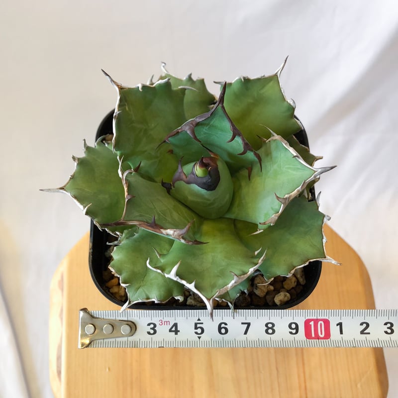 【強うねり刺】アガベ　チタノタ　中株　発根活着済み 2特選中株 アガベ チタノタ シーザー caesar 凱撒 狂強刺し 極上
