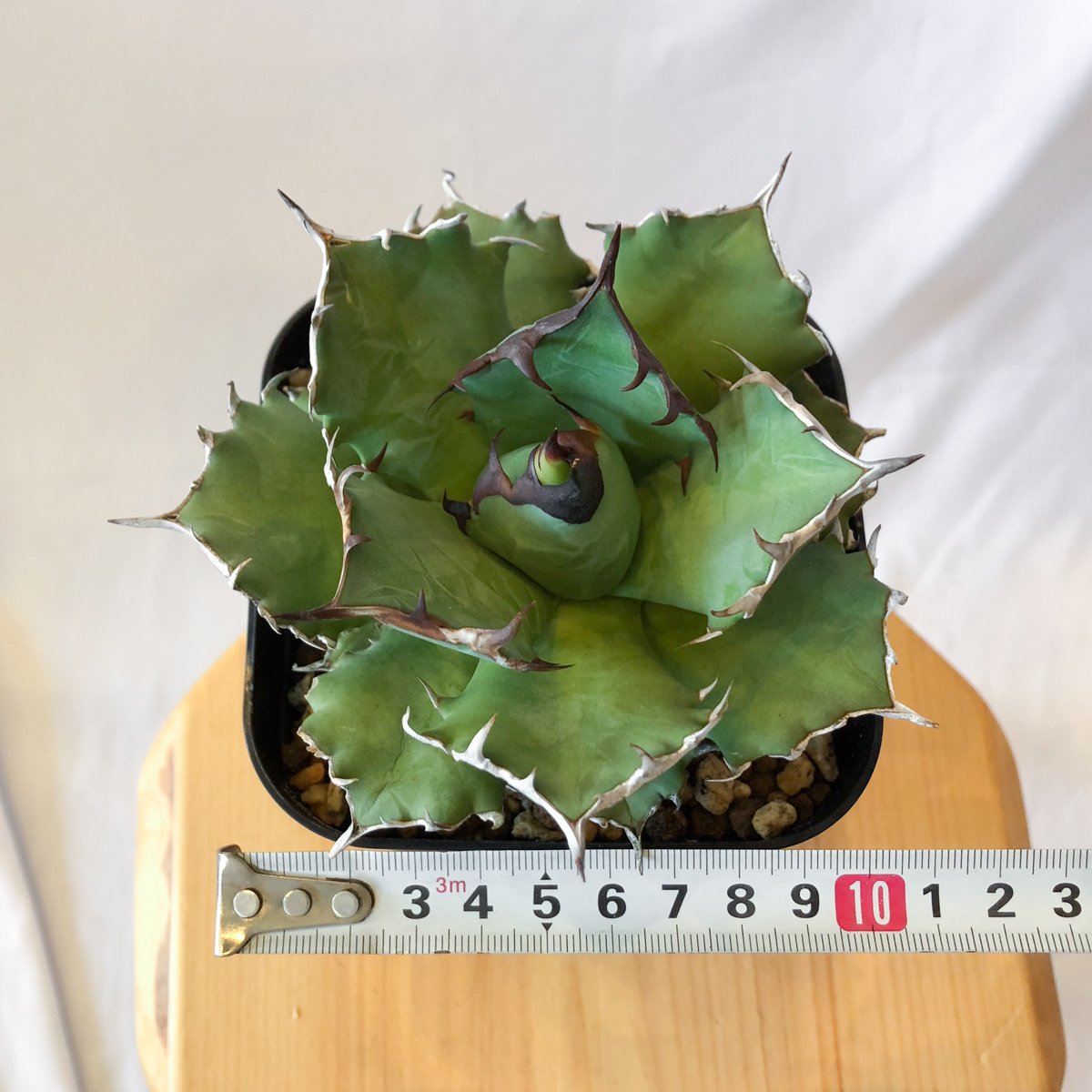 断捨離】お得 チタノタ 8株セット US株 アガベ 断捨離】お