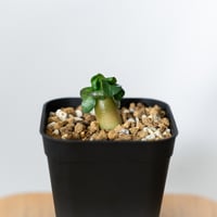 アデニウム アラビカム ドーセットホーン 獅子葉 実生 Adenium Arabicum Dorset Horn 塊根植物 コーデックス 多肉植物 珍奇植物 静岡 ANTIDOTE 通販 S1454