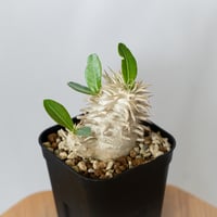 パキポディウム エブレネウム 実生 Pachypodium eburneum 塊根植物 コーデックス 多肉植物 珍奇植物 静岡 ANTIDOTE 通販 S1466
