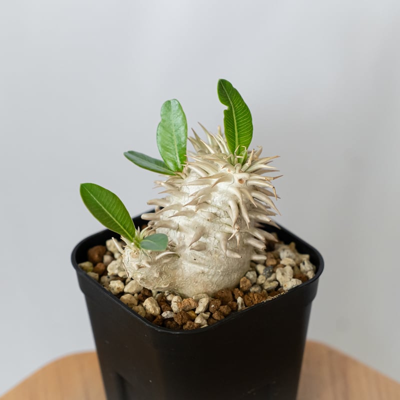 パキポディウム エブレネウム 実生 Pachypodium eburneum 塊根植物