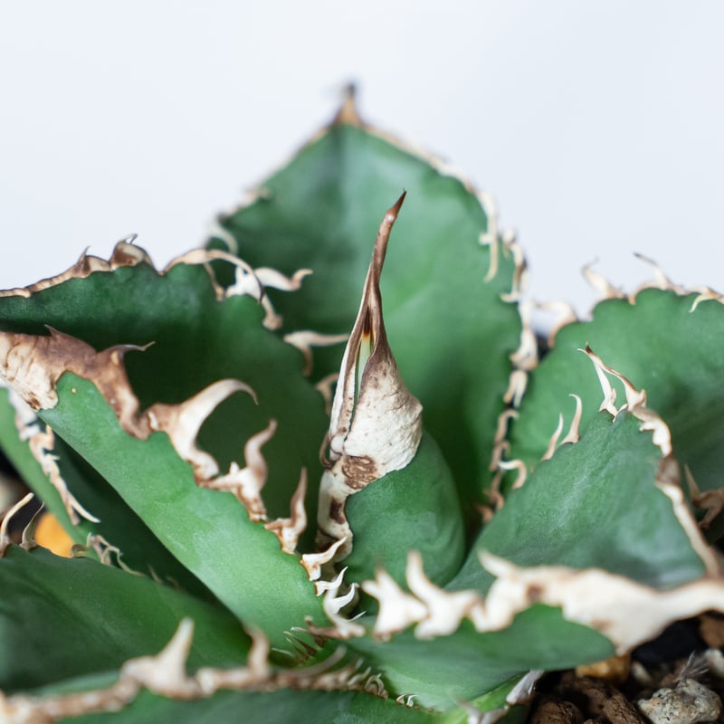 アガベ チタノタ 緑幽霊【発根管理中】 Agave titanota TC株 多肉植物