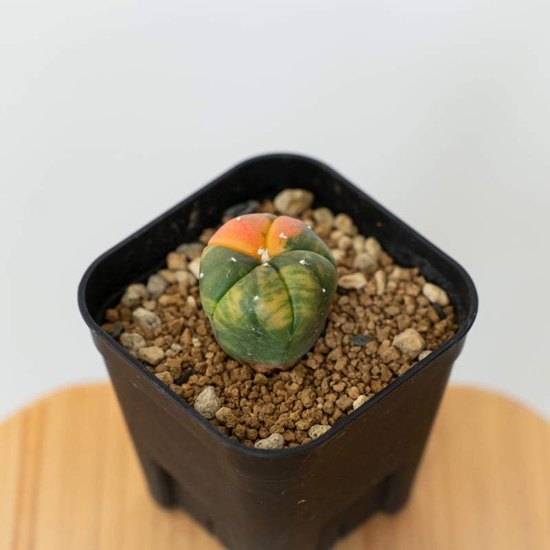 アストロフィツム 瑠璃兜錦 赤斑 Astrophytum asterias 多肉植物