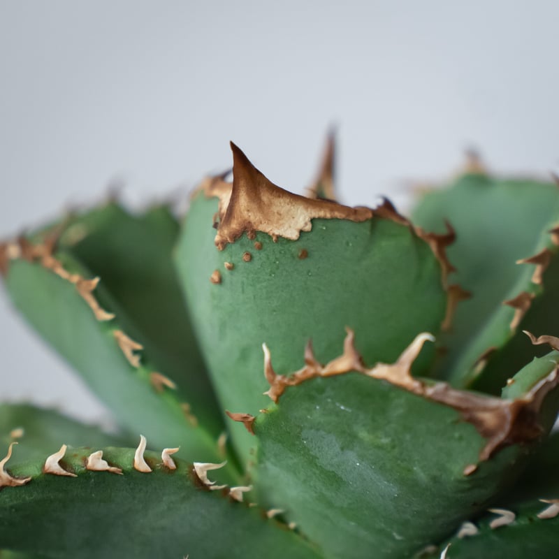 アガベ チタノタ 鰐亀 ワニガメ【発根管理中】TC株 Agave titanota